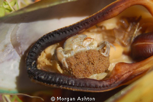 Green Mussel stuffed with crab. Tutukaka, NZ. by Morgan Ashton 